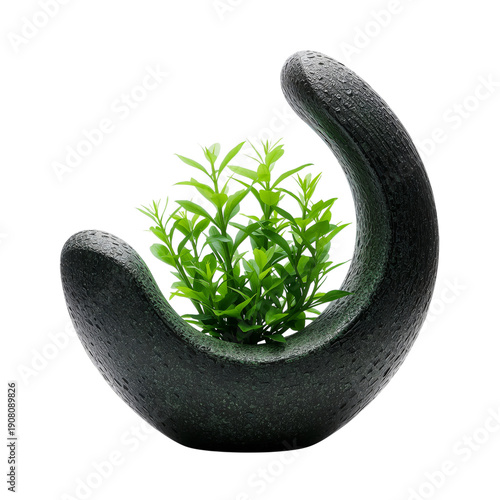 Green Plant in a Black Planter on a White Background