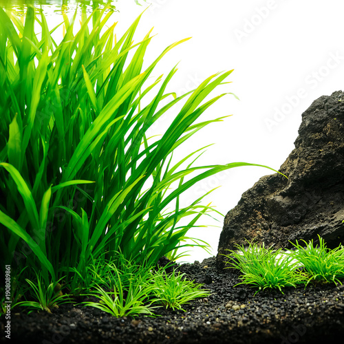 Green Plant in a Black Planter on a White Background