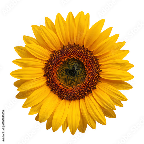 Sunflower Stands Tall Against a Plain Background in a Studio Setting