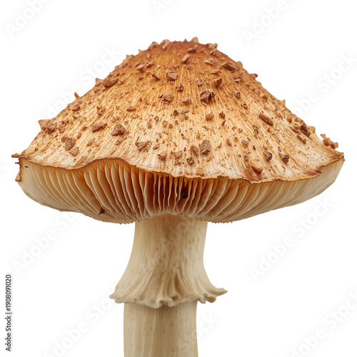 Mushroom Grows Under Natural Light Showing Details of Its Cap and Gills