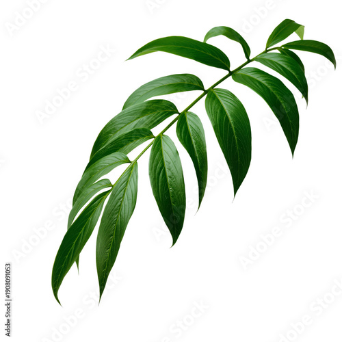 Green Leaf Branch With Long Pointed Leaves on a White Background in Natural L...