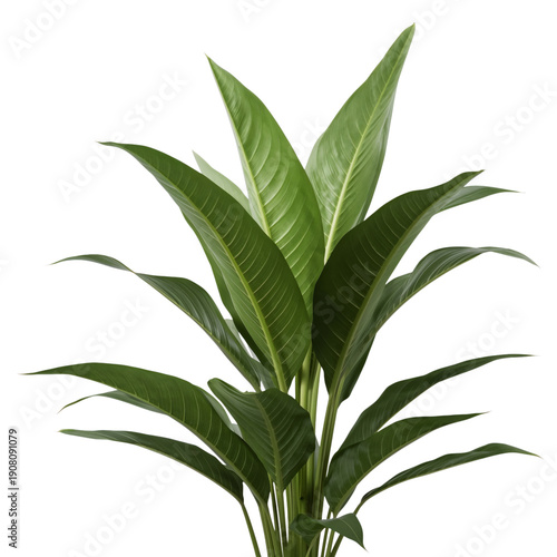 Green Leaf Branch With Long Pointed Leaves on a White Background in Natural L...