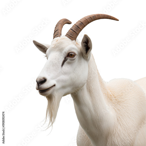 White Goat With Curved Horns Stands Still in a Plain Setting During Daytime L...