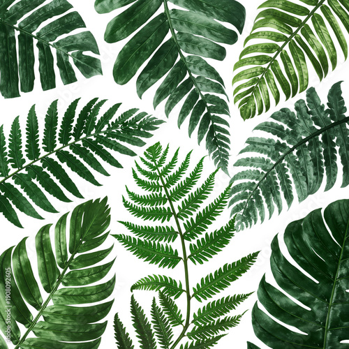 Ferns Arranged in a Pattern on a White Background Showcasing Natural Greenery...