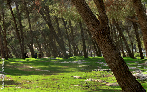 Cypress and pine trees in a small forest on the southern outskirts of Amman in spring