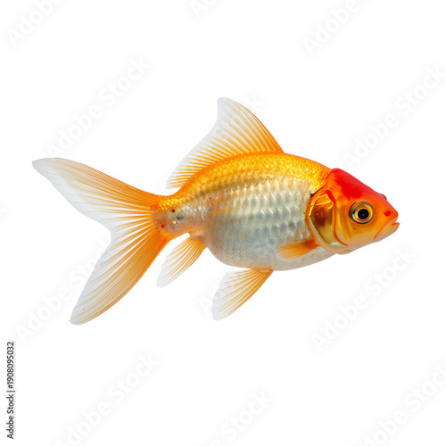 Bright Goldfish Swimming in Clear Water With Fins Spread Wide and Tail Flowin...