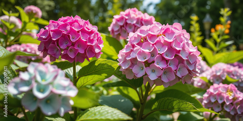 Colorful hydrangea flowers blooming in a sunny garden setting