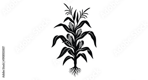Vintage illustration of a corn plant with detailed leaves and roots