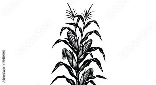 Vintage illustration of a corn stalk with leaves and developing ears