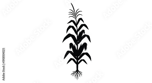 A black silhouette of a corn plant with visible roots and leaves