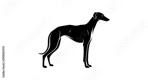 Elegant silhouette of a greyhound dog isolated on a white background