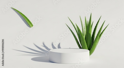Aloe vera plant with display podium on white background