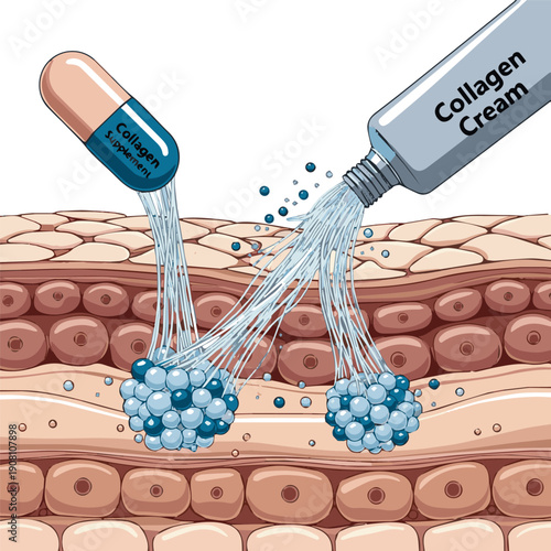 Create a realistic Collagen molecules penetrate the skin cells, enhancing skin elasticity. collagen supplement and cream concept. 3D rendering vector art with white background.