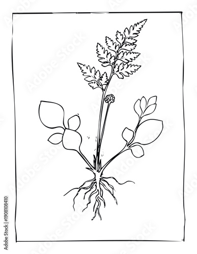 Detailed botanical drawing of a flowering plant with roots and leaves, perfect for educational materials, nature guides, or organic product packaging.