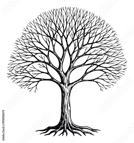 Intricate black and white drawing of a majestic bare tree with a sturdy trunk, extensive branches, and visible roots, suitable for botanical studies and natural themes