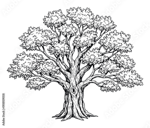 Detailed hand drawn tree with sturdy trunk and abundant leaves in a classic woodcut style perfect for traditional logos or botanical designs
