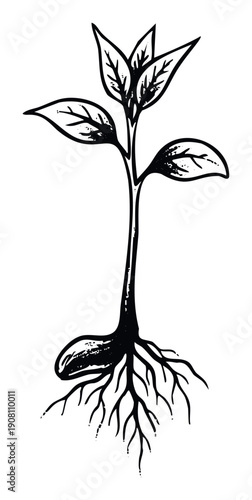 Hand drawn style sprout with emerging leaves and developed root system representing new life and organic farming concepts for agriculture projects