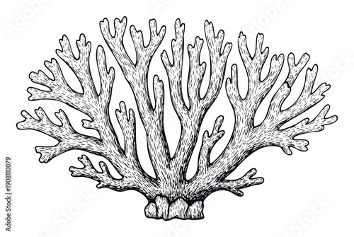 Black and white hand drawn organic branching organism with textured surfaces perfect for environmental education materials, nature documentaries, or botanical studies presentations.