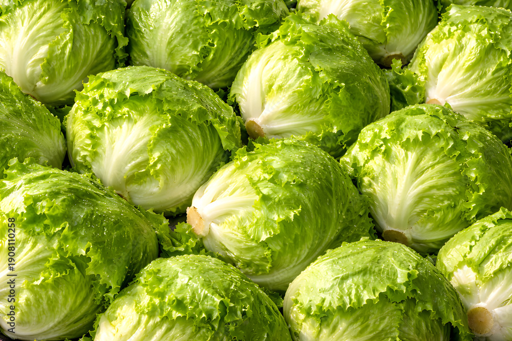 Fototapeta premium Crisp Green Iceberg Lettuce Heads Full Frame Background