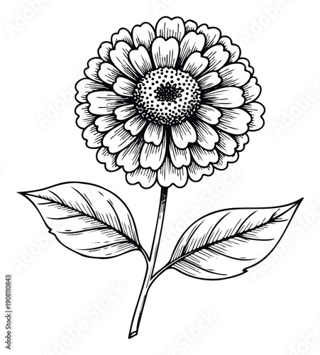 Intricate hand drawn botanical line art of a blooming flower with textured petals and two leaves, perfect for natural history studies, herbal medicine guides, or organic product packaging.