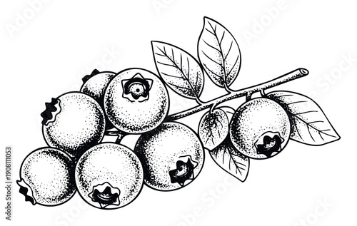 Detailed black and white engraving of fresh wild blueberries on a leafy branch, ideal for culinary publications, food packaging, or natural health product labels.