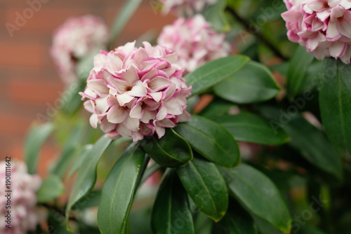 Photos Close-up of blooming daphne flowers with pink edges, fragrant spring blossoms in