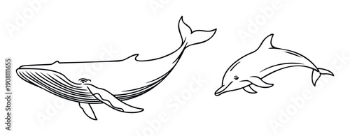 Minimalist black outline drawing of a large humpback whale and a sleek dolphin swimming gracefully, perfect for educational content, marine life advocacy, or engaging childrens book layouts.