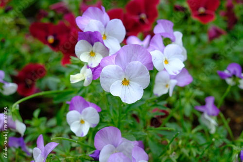 purple and white pansy in full blooming