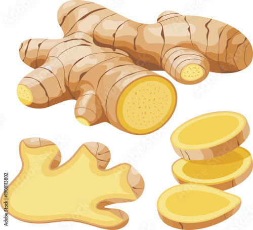 Ginger root illustration set featuring whole, sliced, and crushed ginger pieces, natural spice and healthy food ingredient in detailed vector style isolated on white