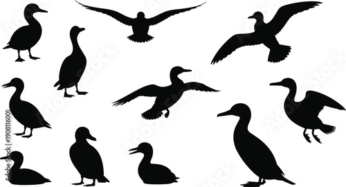 Duck silhouette set isolated on white background, black waterfowl collection in flying and standing poses, wildlife bird illustration for nature, lake, hunting and animal design.