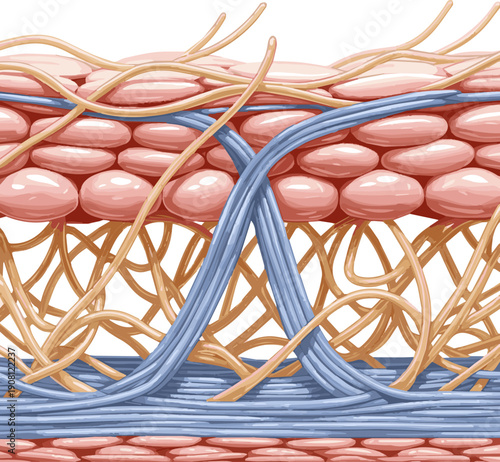 Isolated a realistic Elasticity of elastin and collagen under skin after using serum or treatment. 3D rendering vector art with white background.
