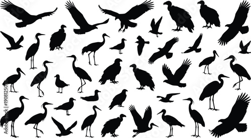 Bird silhouette mega set with flying and standing avian species, black wildlife collection isolated on white background, nature vector icons for educational and design use