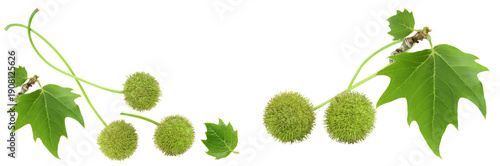Fotografija fruit and leaves of sycamore plane tree isolated on white bacground
