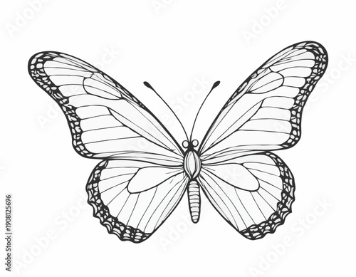 Detailed Butterfly Line Art