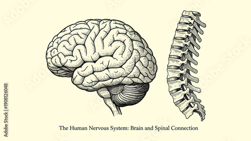 Detailed illustration of the human brain and spinal cord connection.