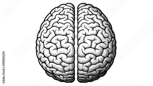 Detailed illustration of the human brains cerebral hemispheres.