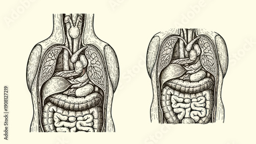 Detailed Vintage Engraving of Human Torso Anatomy with Internal Organs.