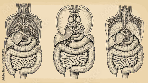 Detailed Vintage Illustration of Human Digestive System Anatomy.