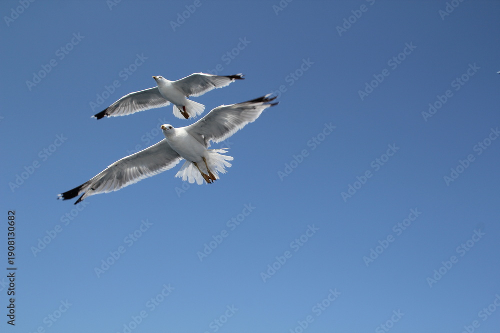 Fototapeta premium seagull in flight