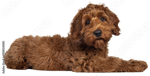Cute red Cobberdog puppy, laying down side ways. Looking curious towards camera. Isolated cutout on transparent background.