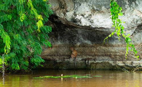 Macaca fascicularis. A monkey in shade are sitting on the edge of rock by river looking for food.