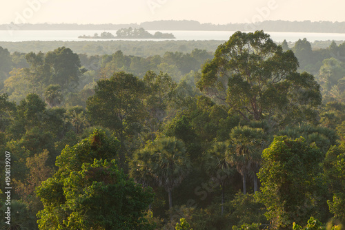 Photos Tha Cambodian jungle near Angkor Wat, early evening sunshine with light haze