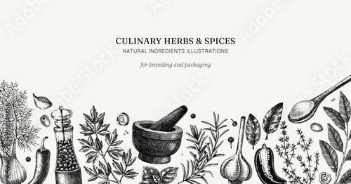 Culinary herbs and spices banner. Kitchen ingredients hand drawn vector illustration. Natural food background in sketched style. NOT AI generated