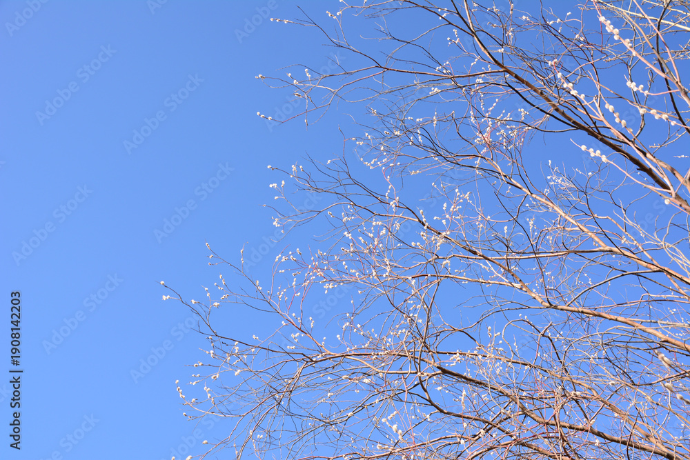 Obraz premium Bare Branches of willow tree in spring Against Clear Blue Sky copy space