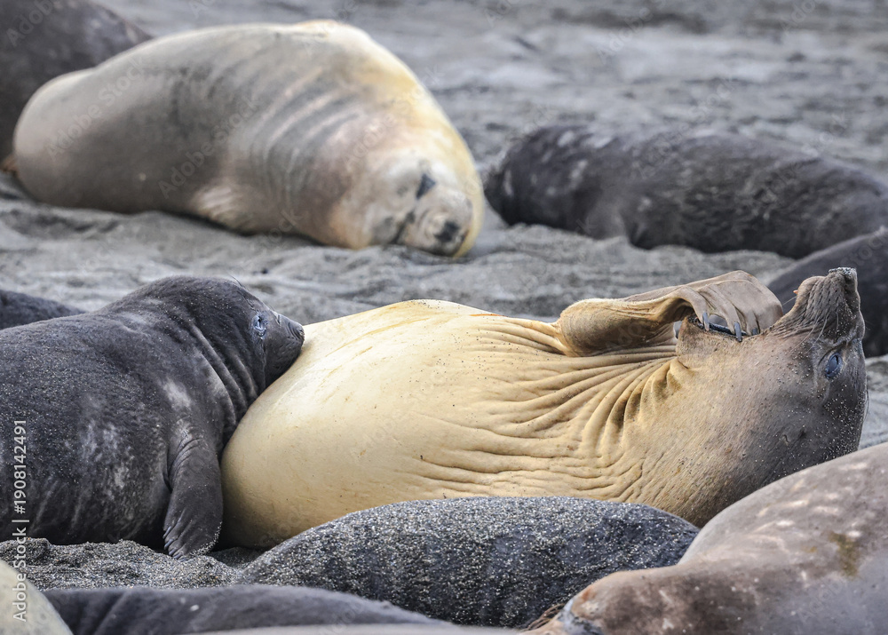 Fototapeta premium Southern Elephant Seals (Aptenodytes patagonicus), and Southern Fur Seals ( Arctocephalus ), St. Andrew's Bay, South Georgia, South Atlantic