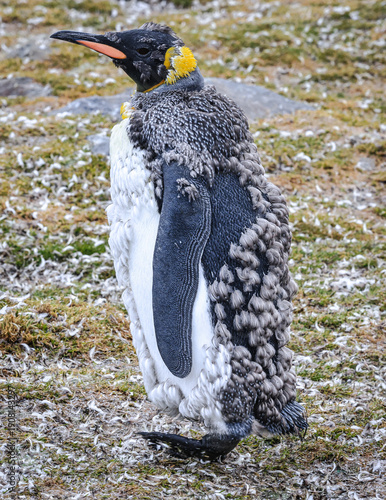 Moulting King Penguin (Aptenodytes patagonicus), St Andrew's Bay, South Georgia