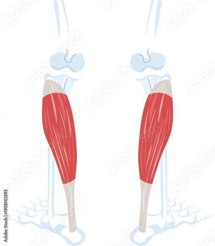 soleus muscle