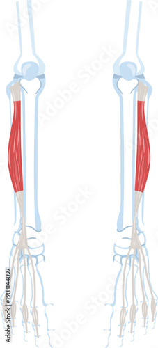  Extensor Digitorum Longus Muscle