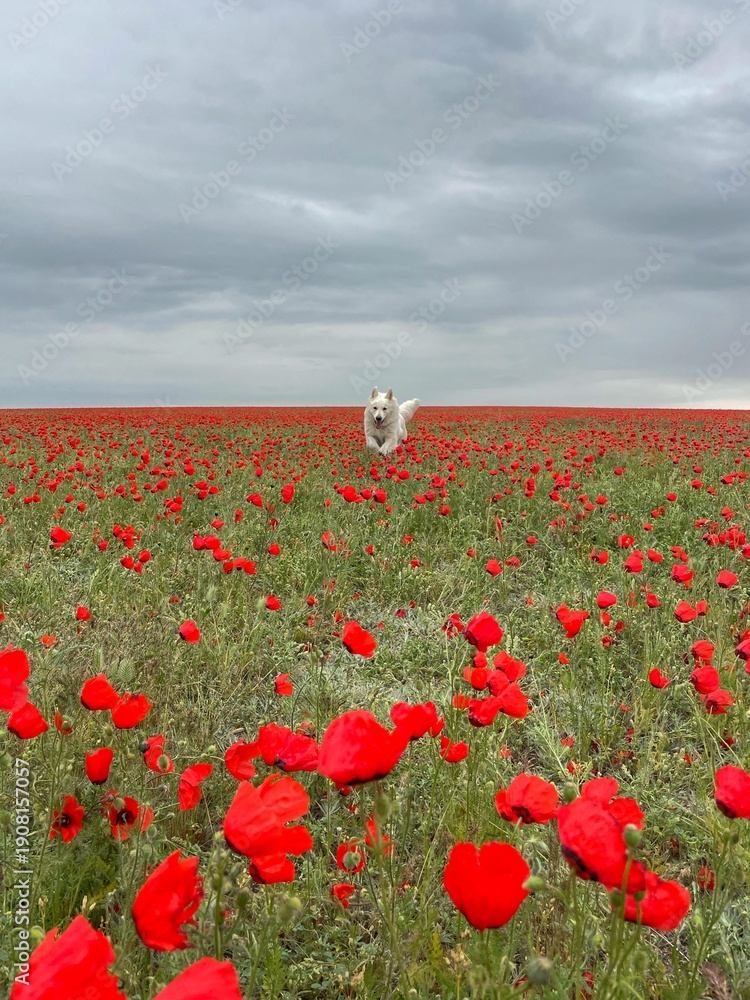 Obraz premium Blooming poppy field stretching to the horizon, with a White Swiss Shepherd running toward the camera in the distance, capturing vibrant spring energy in the Kazakh steppe.