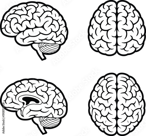 Human brain anatomy illustration set, medical neuroscience diagram collection, black and white vector scientific design elements